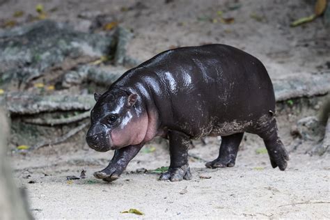 synonyms hippo|Iba pa.